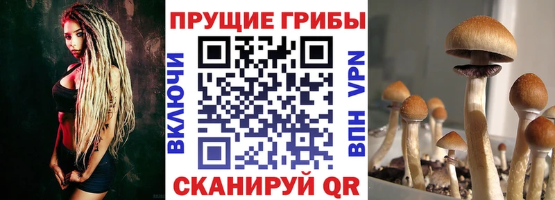 где можно купить   Болхов  Псилоцибиновые грибы Psilocybine cubensis 